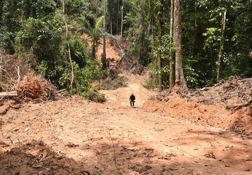 Amazônia fecha 2022 com maior desmatamento em 15 anos