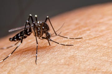 Casos de dengue no Rio de Janeiro já causam preocupação.